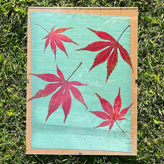 Disley Show Sunprint Workshop - Session 2: Sat 16th Aug 2025
